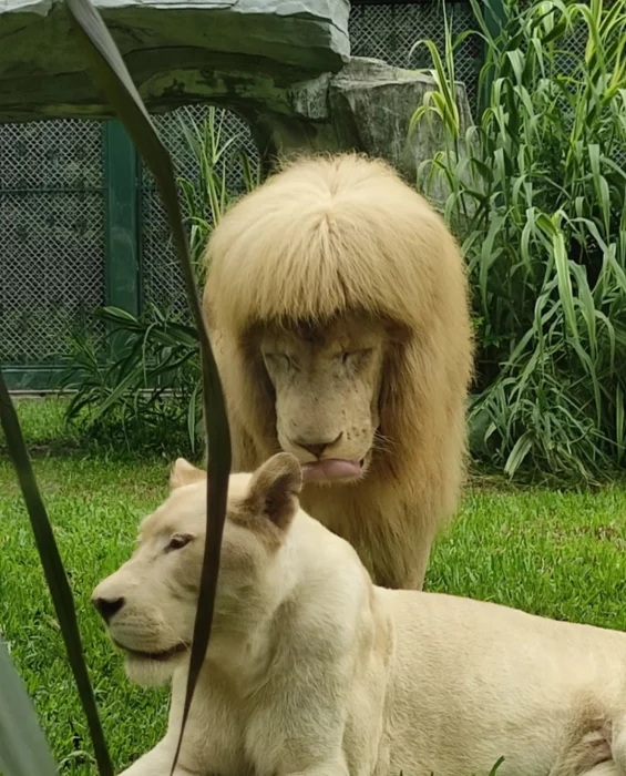 Hang Hang león blanco del zoológico chino de Guangzhou