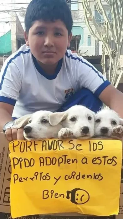 Little boy saves street puppies and now looks for a new home for them