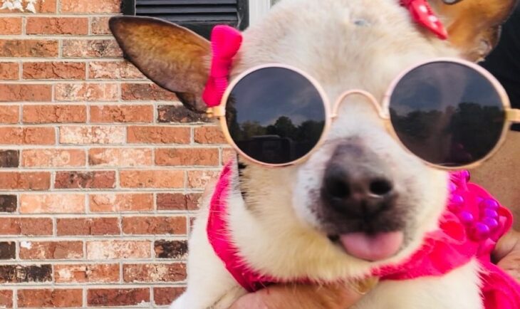 selfie of a dog with glasses and bows on her ears 