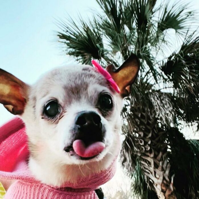 foto de una perrita raza Toy Fox Terrier sacando la lengua 