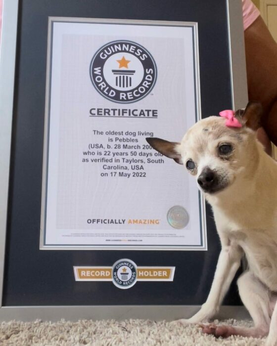perrita de 22 años rompe récor Guinness a la más longeva del mundo 
