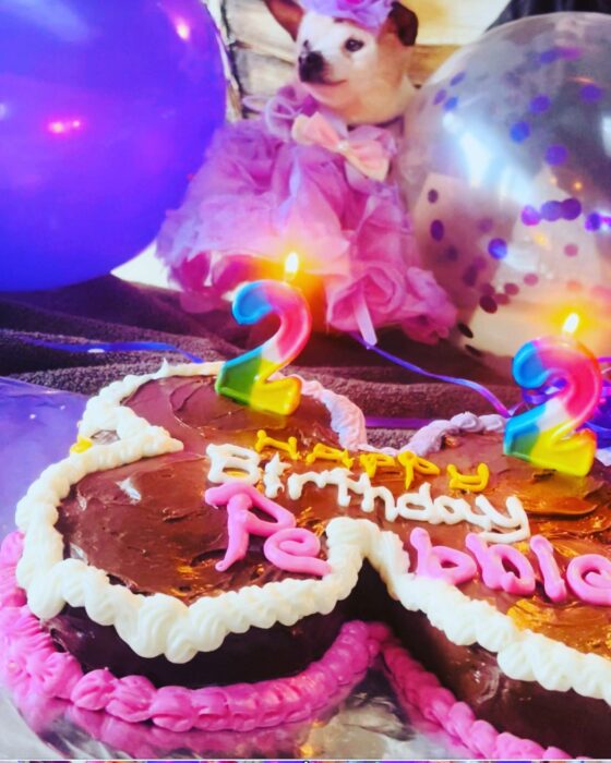 dog in front of a bone-shaped cake turning 22 years old 