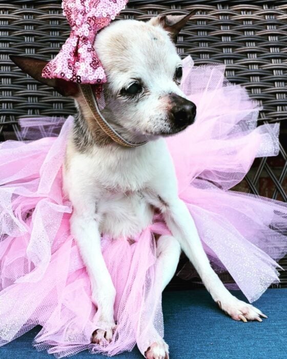 foto de una pequeña perrita con tutú y un moño rosa en su cabeza 