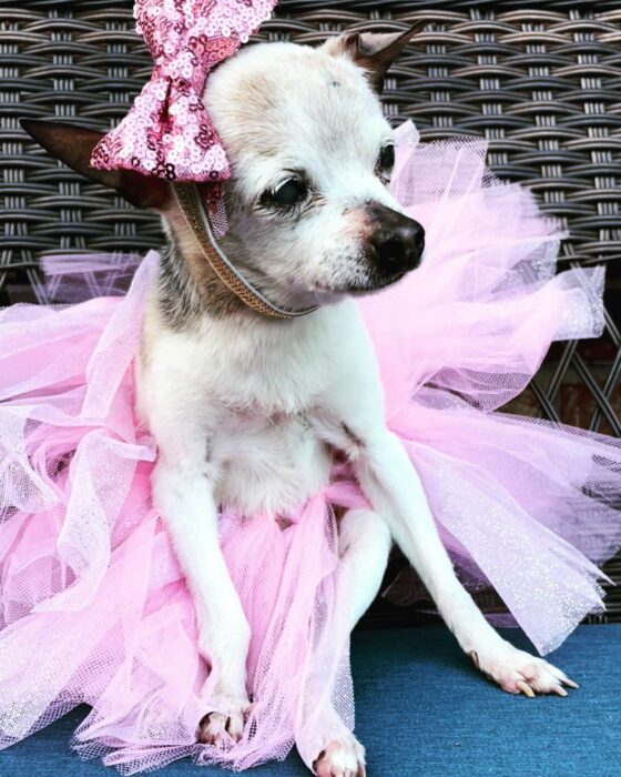 photo of a little dog with a tutu and a pink bow on her head 