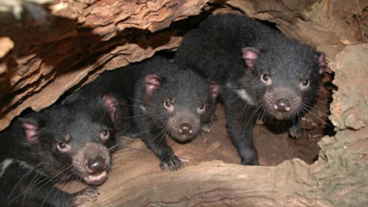 cachorros de demonios de tasmania