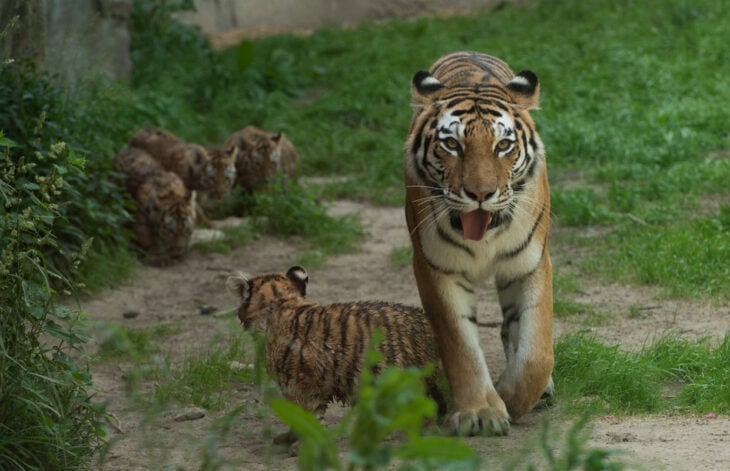Tiger and her cubs