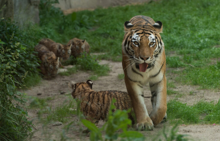 Tigre y sus cachorros