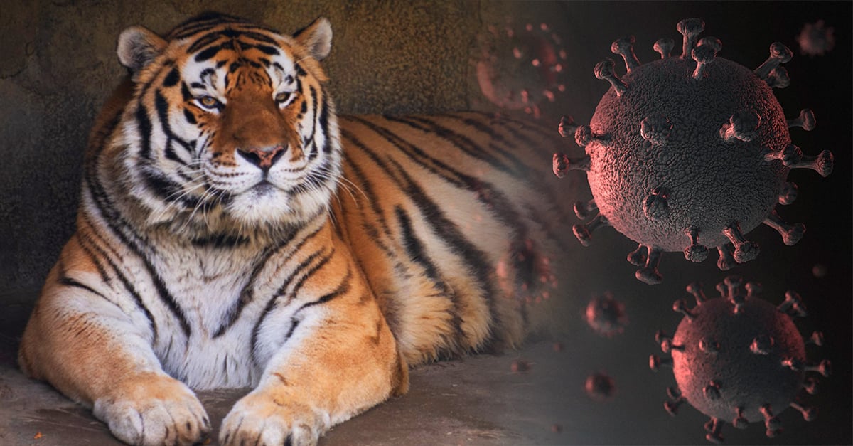 Columbus Zoo tiger dies from COVID-19 complications