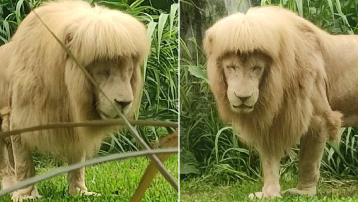 Hang Hang león blanco del zoológico chino de Guangzhou