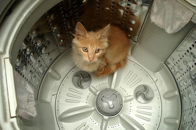 gatito en lavadora