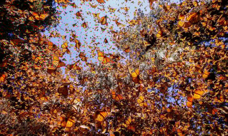 What about the monarch butterfly? Is it really endangered?