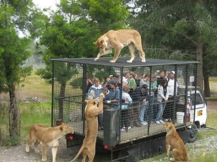 lions; 15 Images in which everything happens at the same time and they are really strange