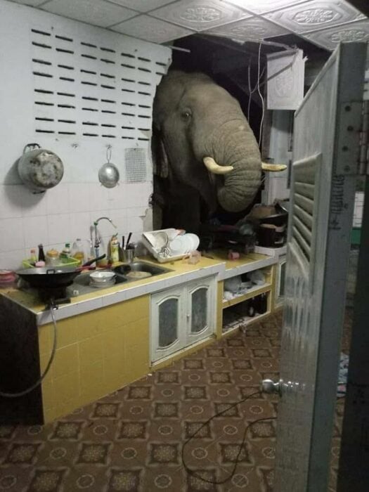 elephant ;15 Images in which everything happens at once and are really strange