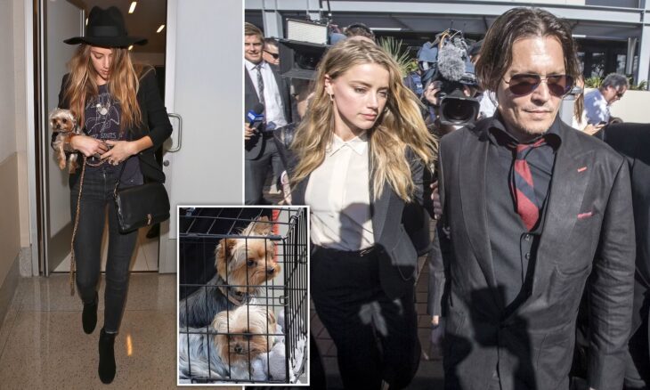 Amber Heard, Johnny Depp and their puppies