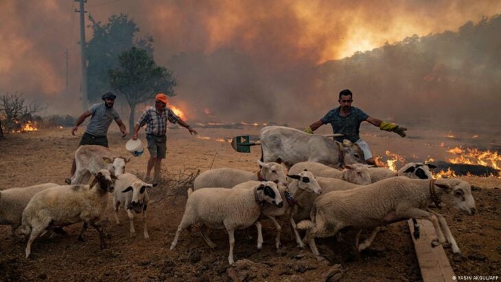 Personas rescatando animales de incendio en Portugal 