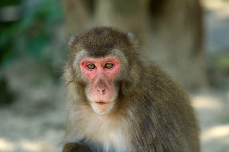 Ataque de monos salvajes en Japón deja 42 personas heridas