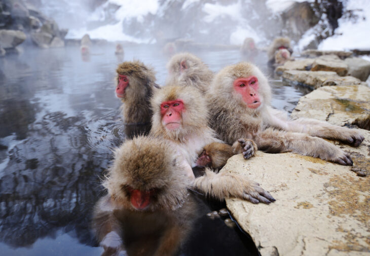 Ataque de monos salvajes en Japón deja 42 personas heridas