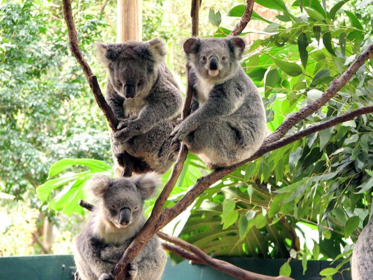 tras koalas parados sobre las ramas de unos árboles 