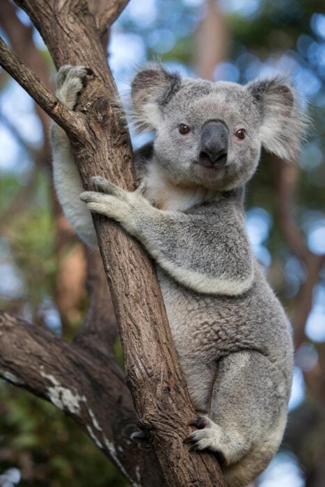 Fotografía de un koala sobre un árbol 