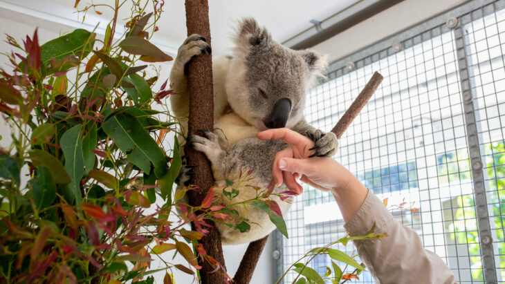 mano de una persona tocando la nariz de un koala 