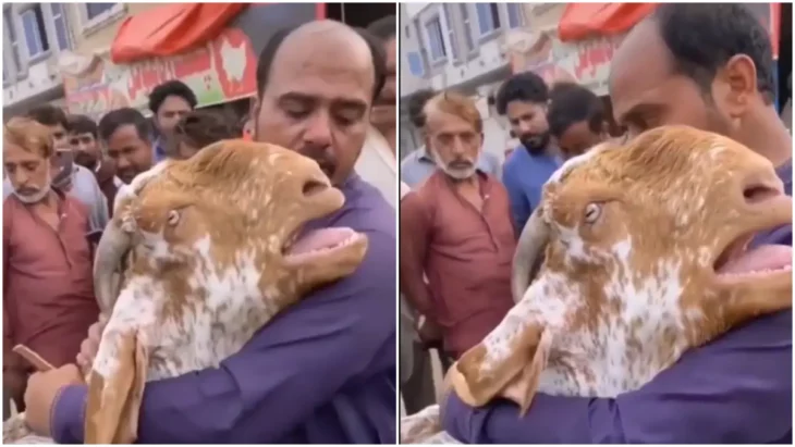 Goat that was bought hugs its new owner and cries