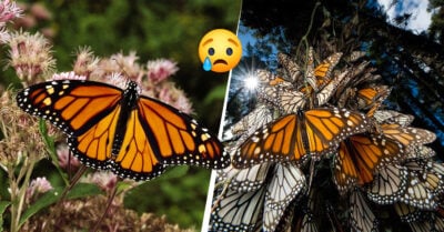 La mariposa monarca entra en la lista de animales en peligro de extinción