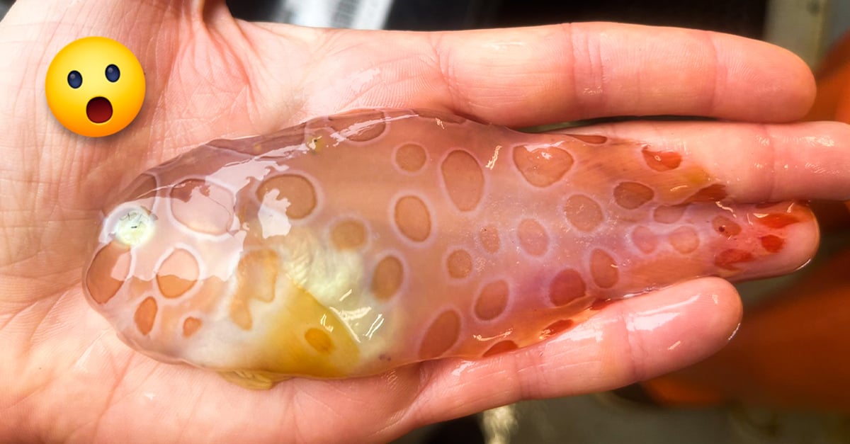 Scientist finds a strange transparent fish at the bottom of the sea