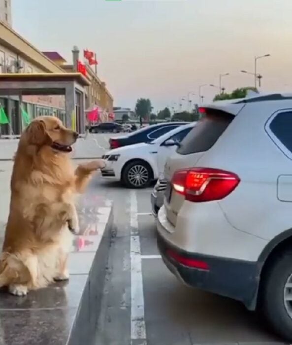 perrito avisando a una camioneta como estacionarse en una calle 