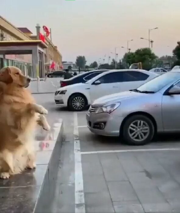perro Golden Retriever parada en la banqueta de una calle 