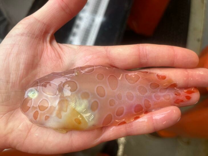 pez caracol 