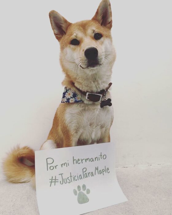 Increíble pero cierto Mandan a su perrito de campamento y lo regresan cremado