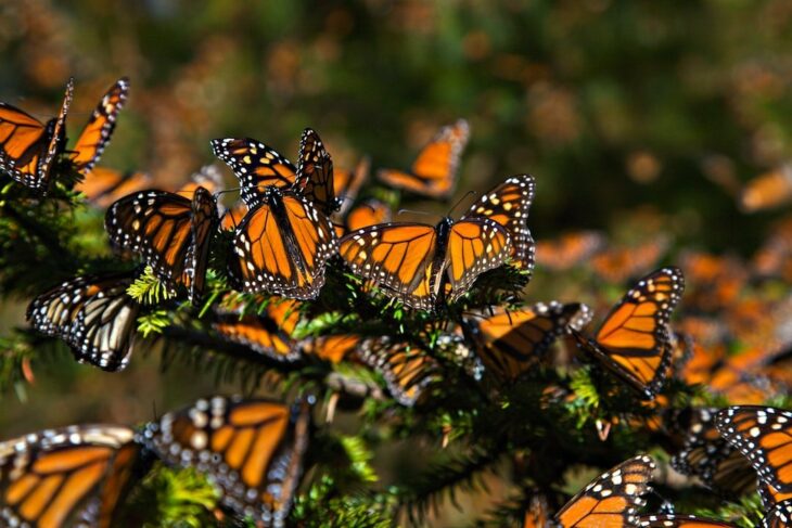 La mariposa monarca entra en la lista de animales en peligro de extinción