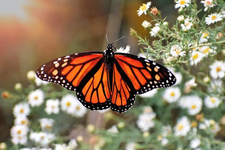 La mariposa monarca entra en la lista de animales en peligro de extinción