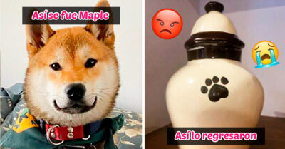 Increíble: Mandaron a su perrito a un campamento y se los regresan cremado