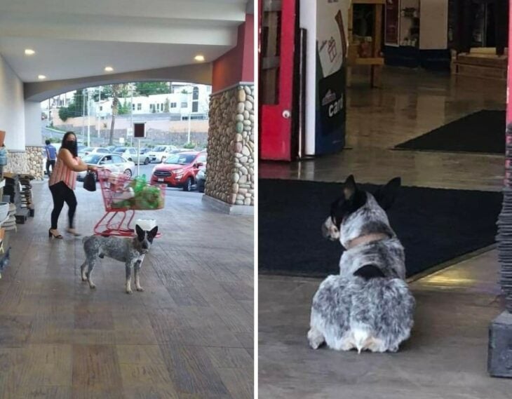 Perrito espera a su dueña afuera de un supermercado sin saber que ella murió