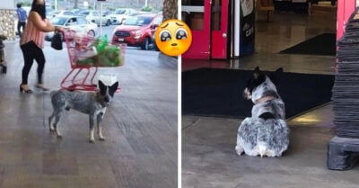 Perrito sigue esperando a su dueña afuera de un súper sin saber que ella ya murió