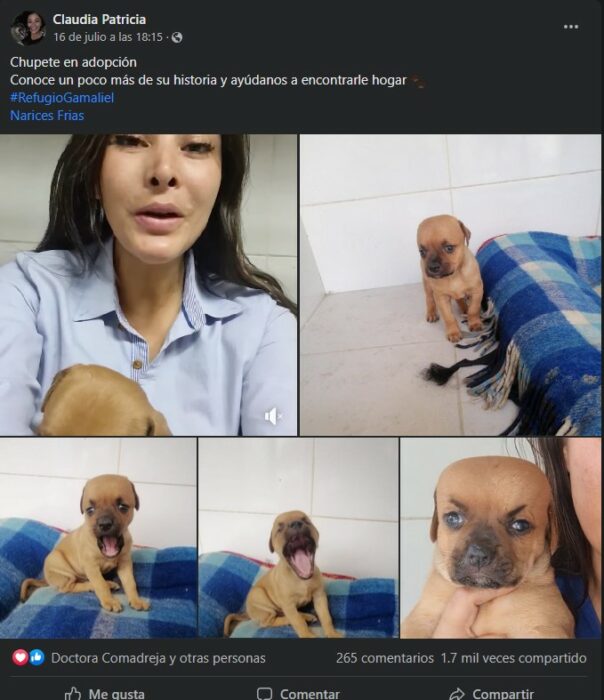 captura de pantalla de una publicación de un perrito en adopción en Facebook