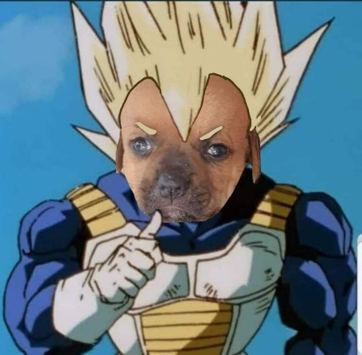 Personaje de Vegeta con la cara de un perrito en adopción 