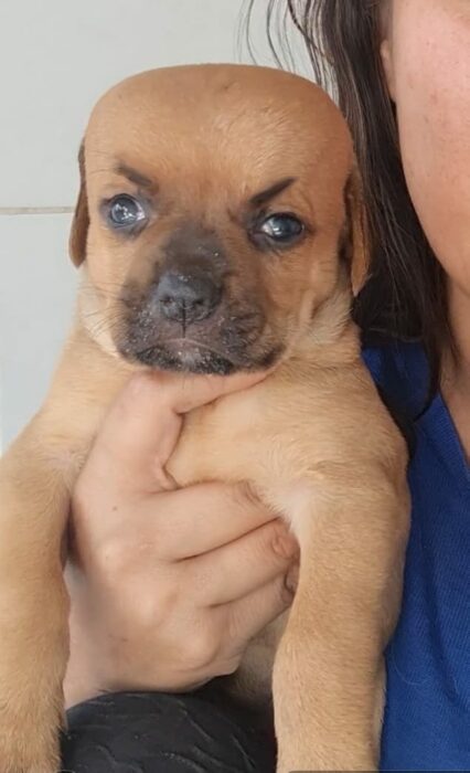 imagen deun perrito con la cara más grande de lo normal 