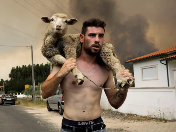 João Paulo Ruivo rescatando a una oveja de incendio en Portugal 
