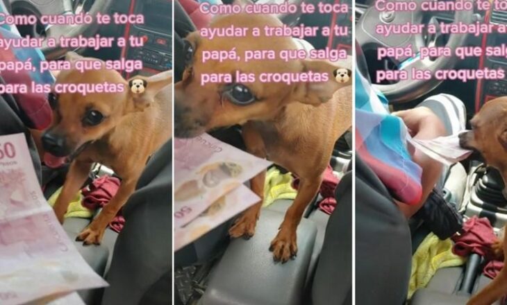 Perrita se hace viral por acompañar a un taxista a cobrar los pasajes