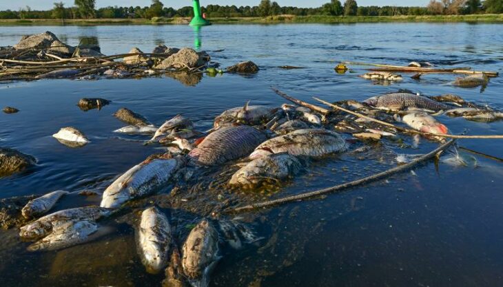 Río Óder: Especulaciones sobre 'desastre ambiental' en Alemania y Polonia 