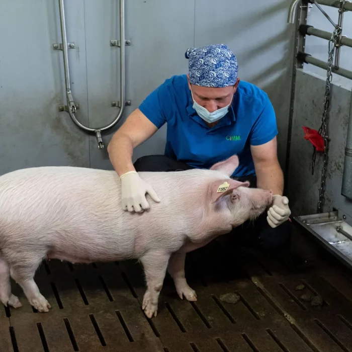 Researchers created synthetic corneas from pig collagen 