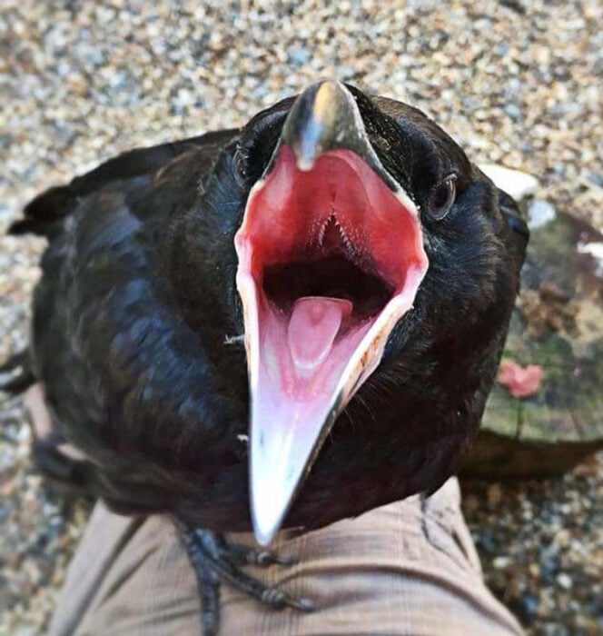 Así se ve el interior de la boca de un cuervo