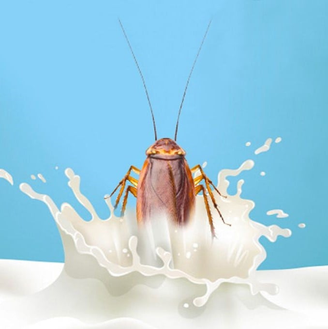 cockroach milk