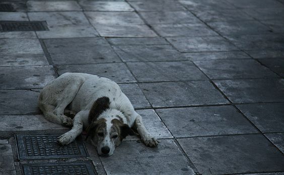 perro callejero