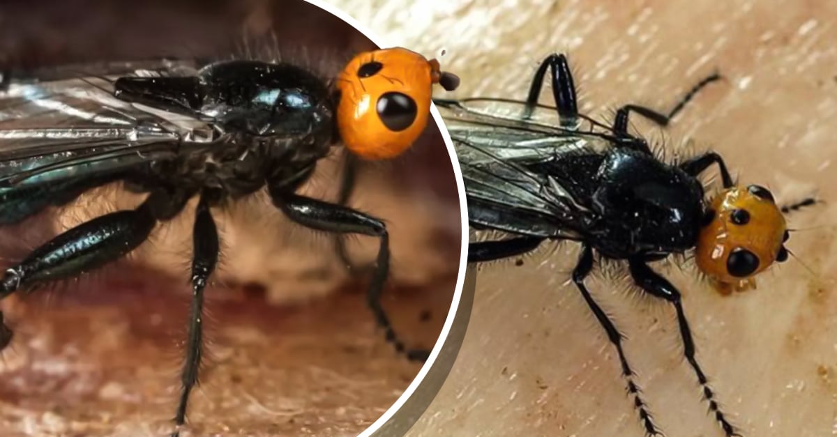 Take us away, Lord!  Carnivorous flies that “extinct” more than 180 years ago reappear