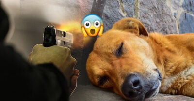 Hombre balea a un perro en Argentina y ahora tendrá que alimentarlo de por vida