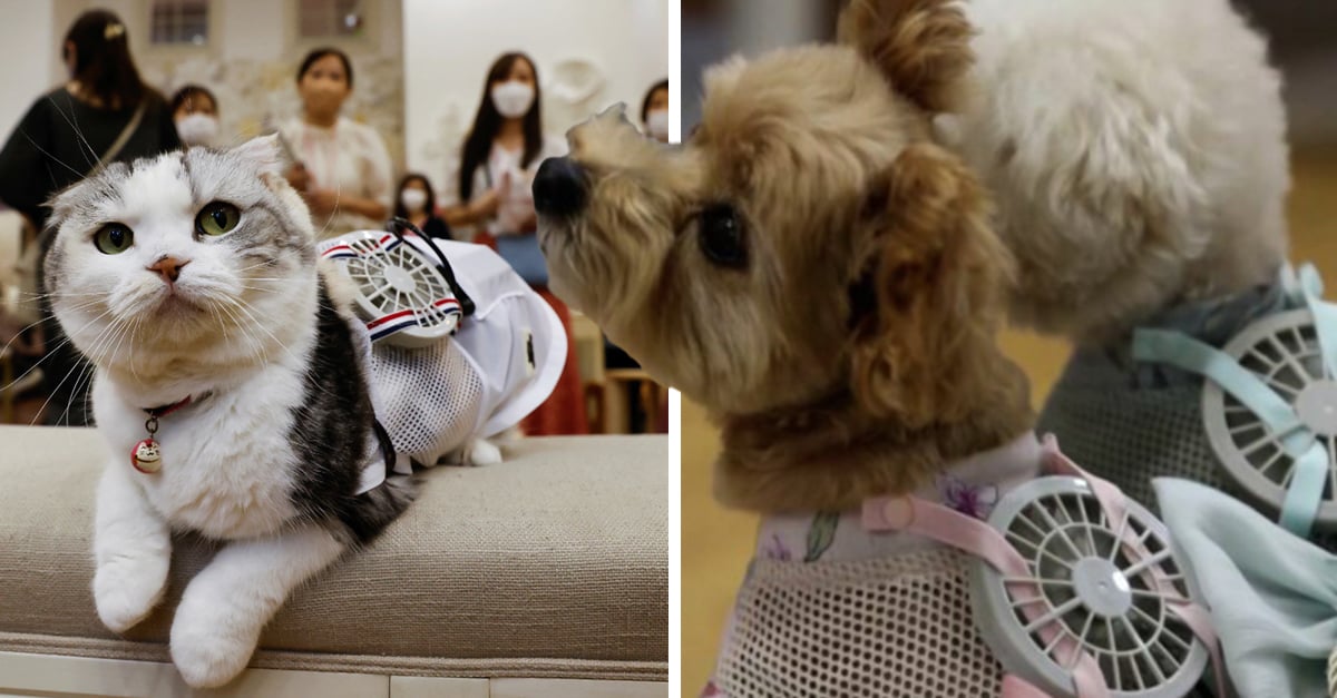 Japan begins to sell clothes with fans so that pets do not get hot
