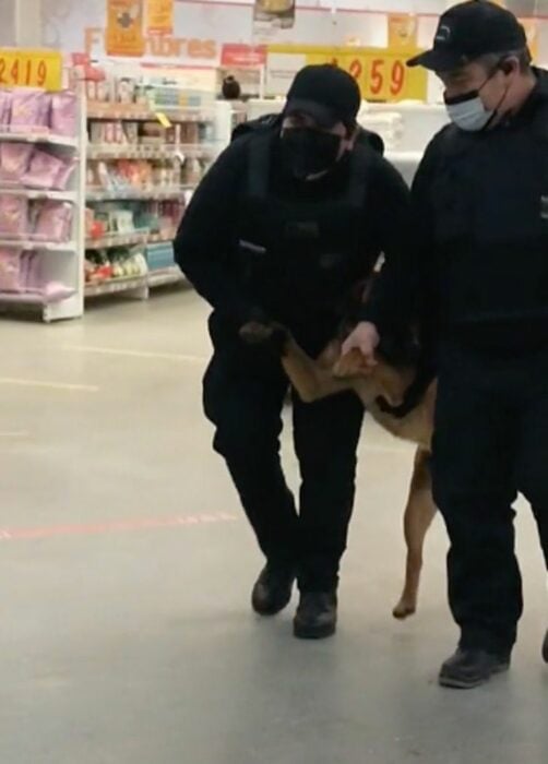 dog taken out by guards